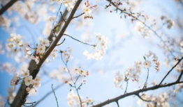 樱花视频在线观看,畅享视觉盛宴，尽享云端观影体验